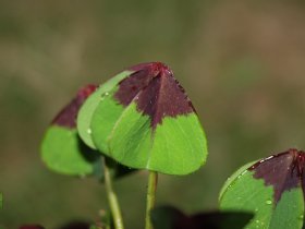 Nyktinastie - spánkové pohyby u šťavele (Oxalis sp.).